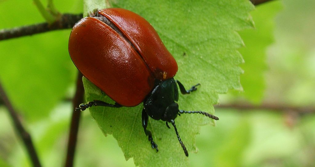 Rynnica topolowa (Melasoma populi)