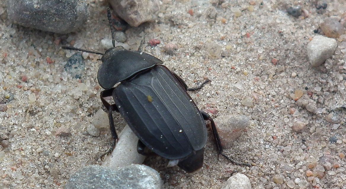 Omarlica smutna (Silpha tristis)