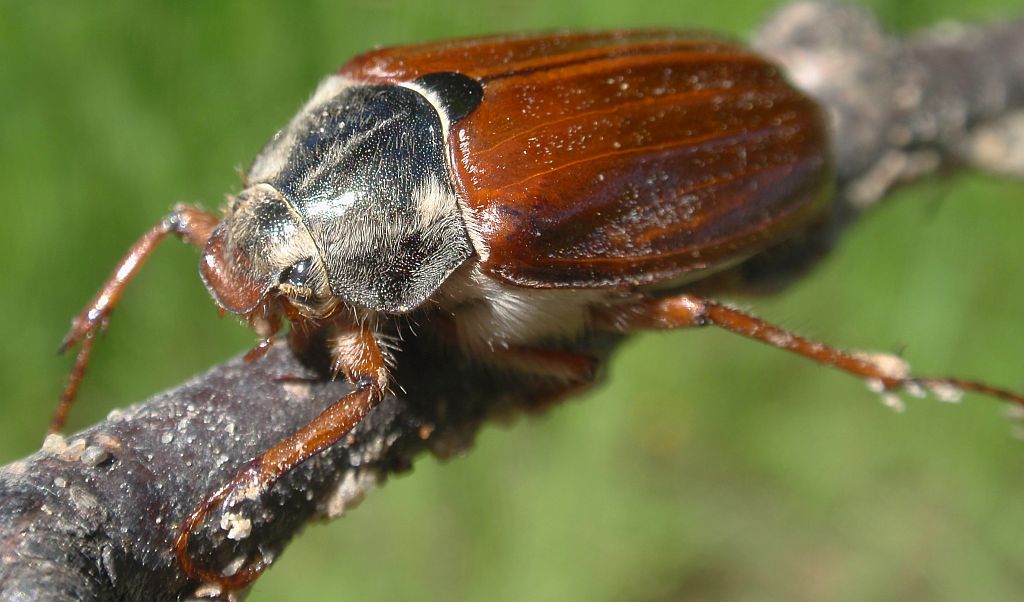 Chrabąszcz majowy (Melolontha melolontha)
