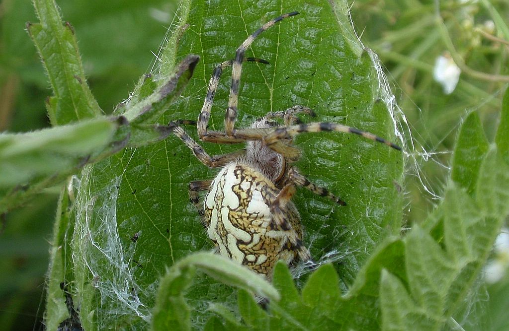 Kołosz wielobarwny (Aculepeira ceropegia)