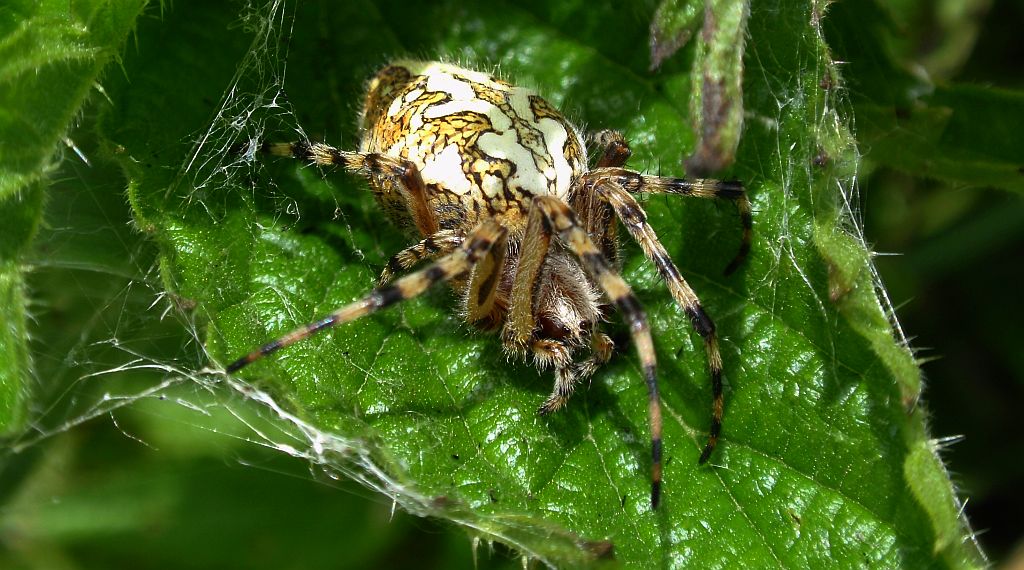 Kołosz wielobarwny (Aculepeira ceropegia)