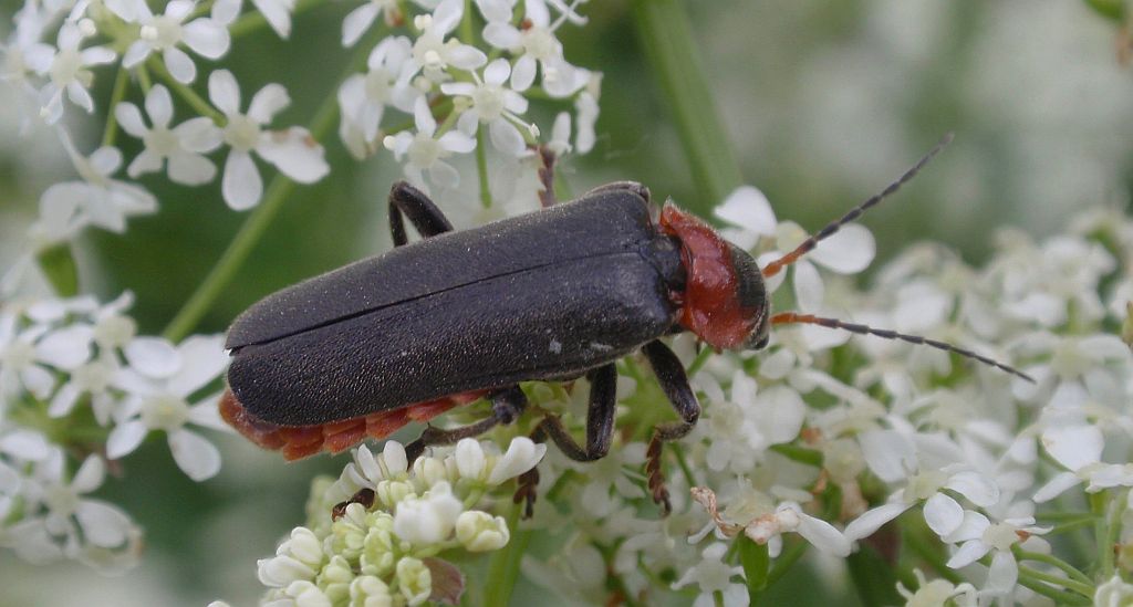 Omomiłek wiejski (Cantharis rustica)