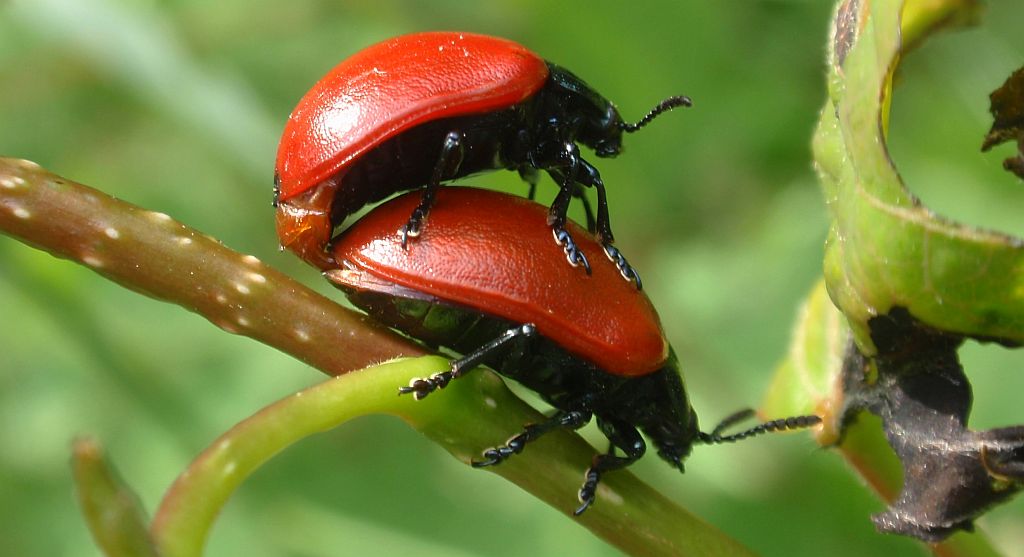 Rynnica topolowa (Melasoma populi)