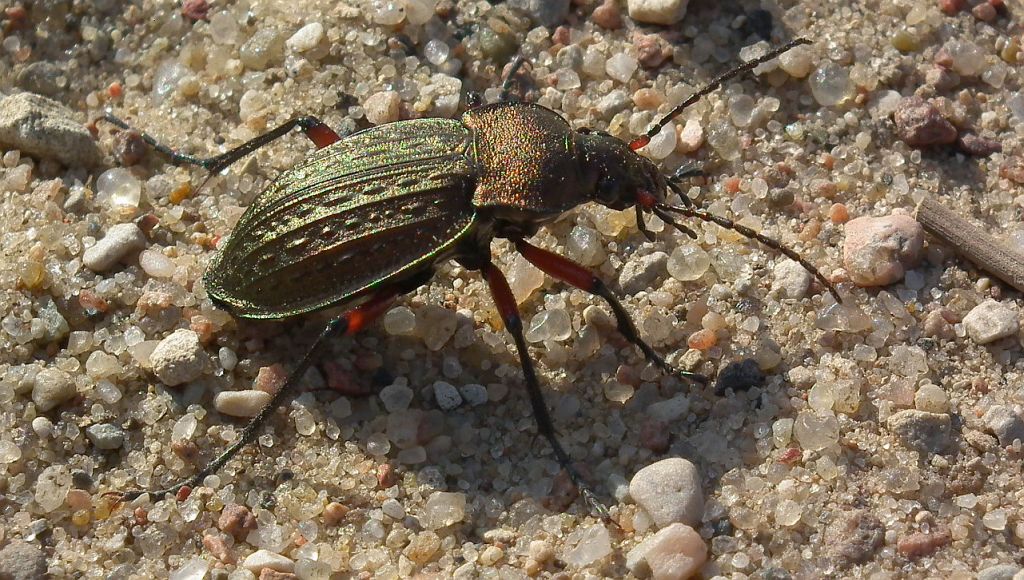 Biegacz granulowany (Carabus granulatus)