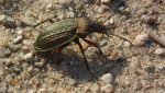 Biegacz granulowany (Carabus granulatus)