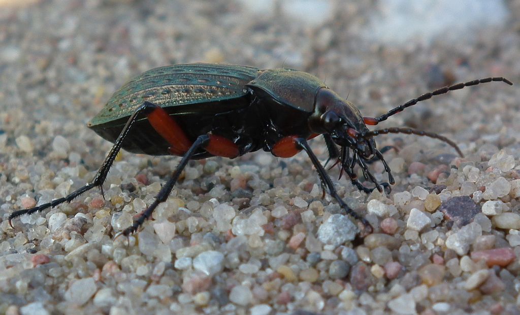 Biegacz granulowany (Carabus granulatus)