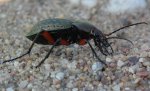 Biegacz granulowany (Carabus granulatus)
