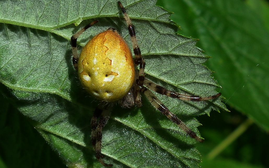 Krzyżak zielony (Araniella cucurbitina)