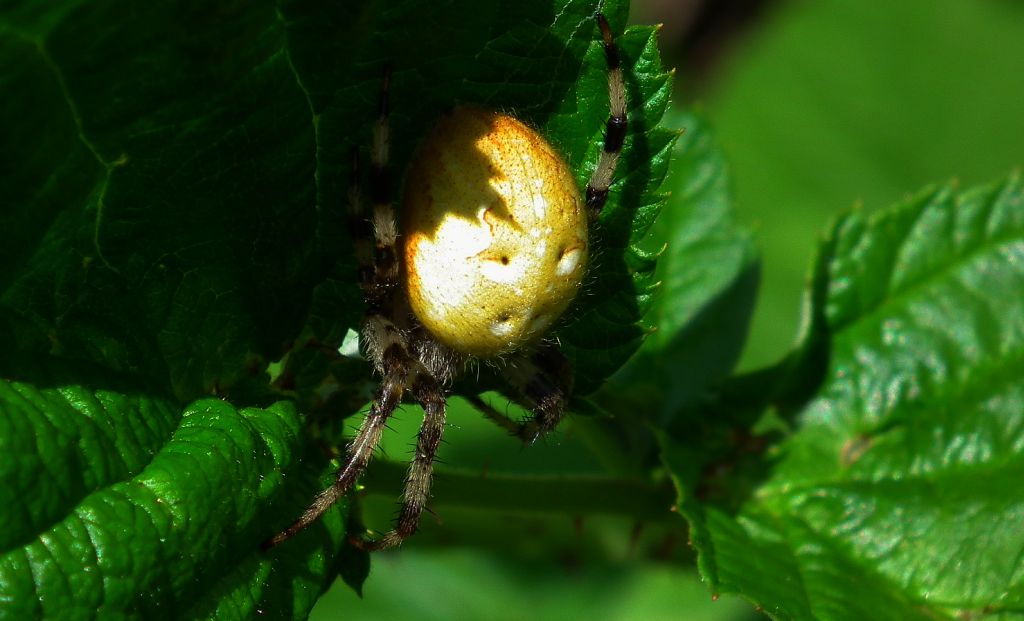 Krzyżak zielony (Araniella cucurbitina)