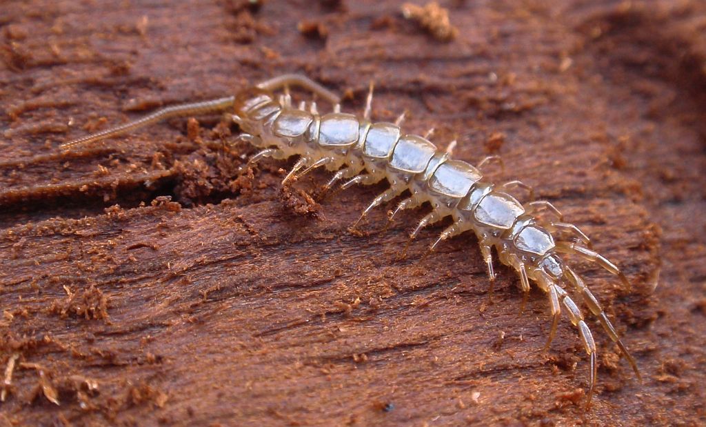 Wij drewniak (Lithobius forficatus)