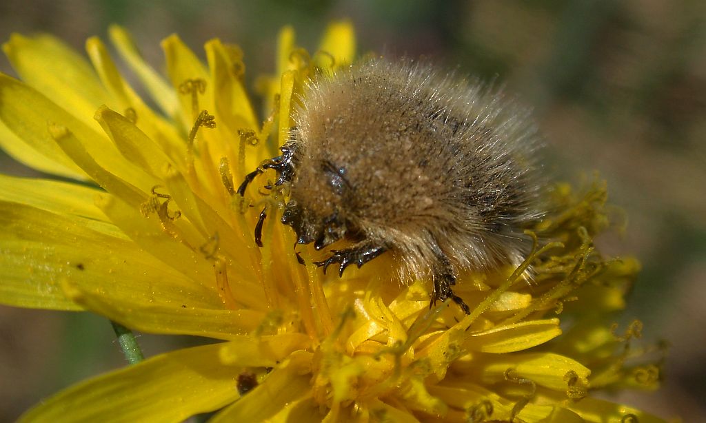 Kosmatek pospolity (Tropinota hirta syn. Epicometis hirta)