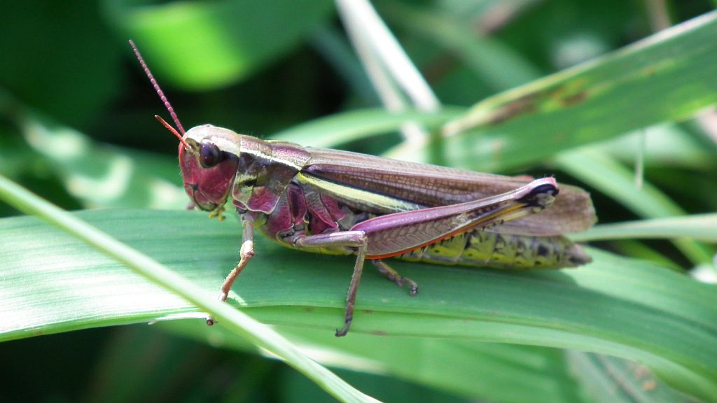 Pałkowiak plamisty (Myrmeleotettix maculatus)