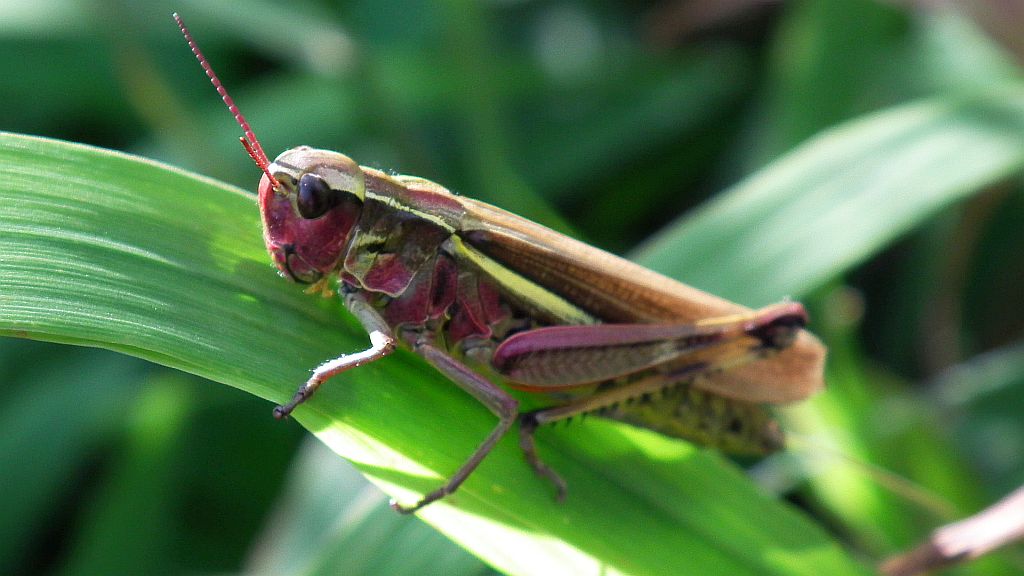 Pałkowiak plamisty (Myrmeleotettix maculatus)
