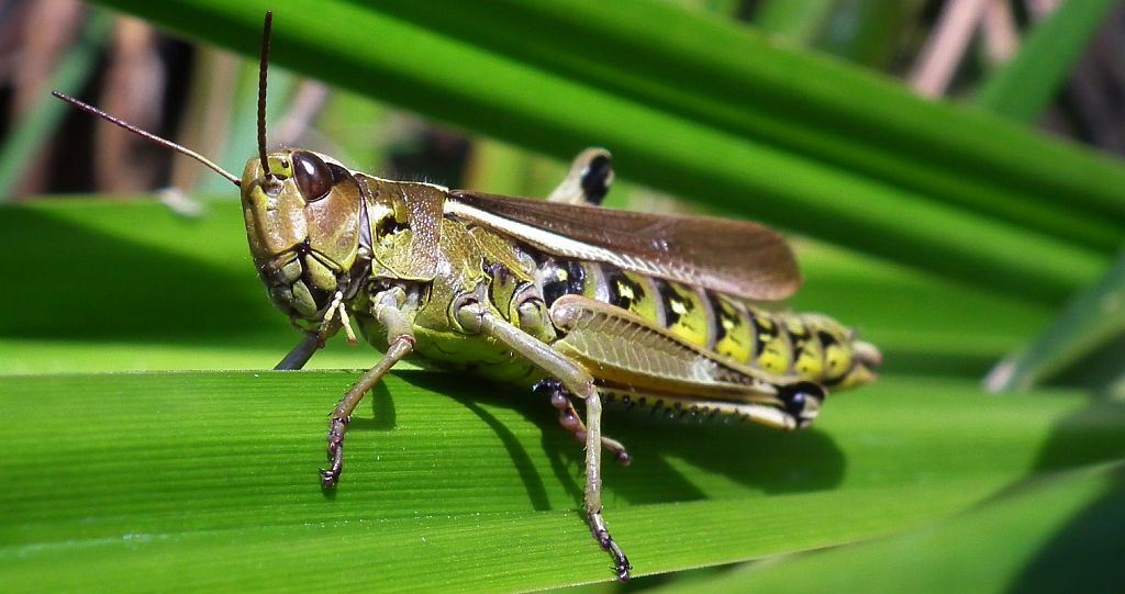 Konik pospolity (Chorthippus biguttulus)