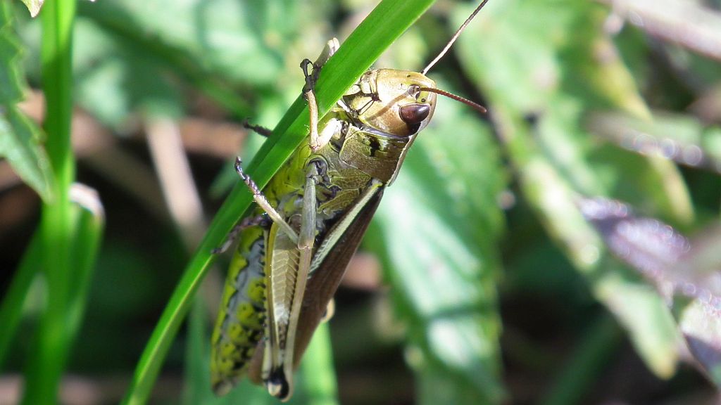 Konik pospolity (Chorthippus biguttulus)
