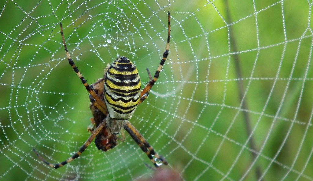 Tygrzyk paskowany (Argiope bruennichi)