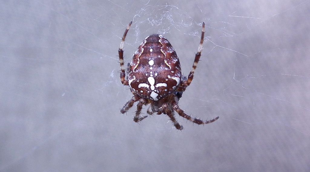 Krzyżak ogrodowy (Araneus diadematus)