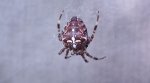 Krzyżak ogrodowy (Araneus diadematus)