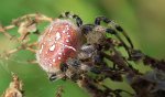 Krzyżak łąkowy (Araneus quadratus)