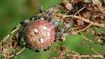 Krzyżak łąkowy (Araneus quadratus)