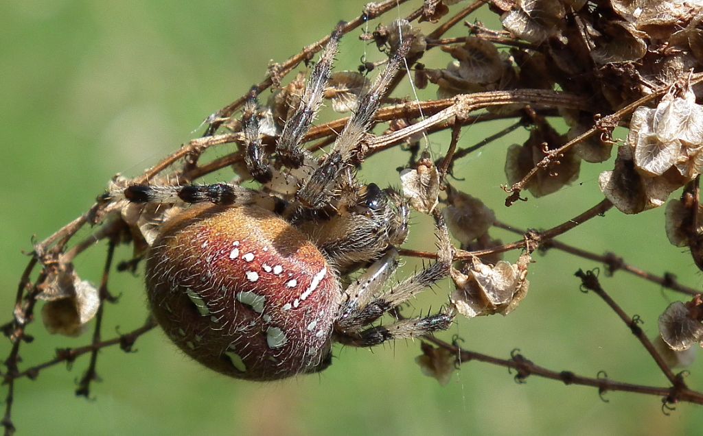 Krzyżak łąkowy (Araneus quadratus)