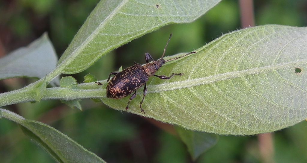 Opuchlak truskawkowiec (Otiorhynchus sulcatus)