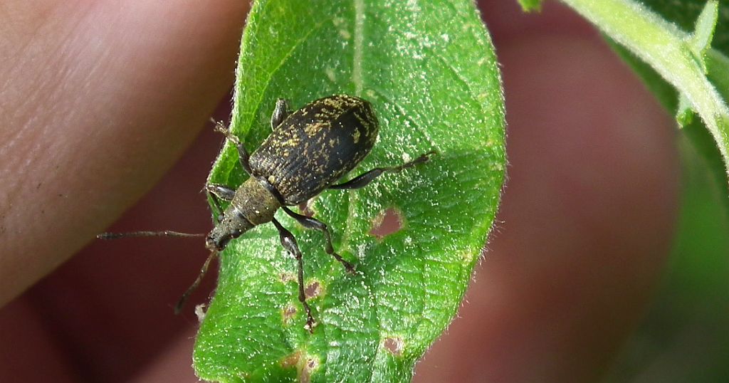 Opuchlak truskawkowiec (Otiorhynchus sulcatus)