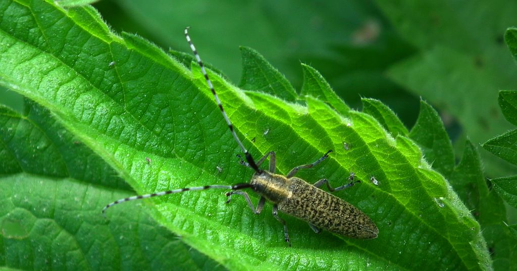 Zgrzytnica zielonkawowłosa (Agapanthia villosoviridescens)