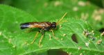 Pilarz polny (Tenthredo campestris)