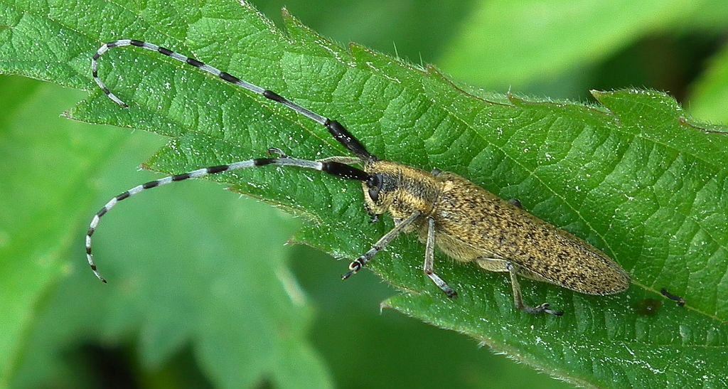 Zgrzytnica zielonkawowłosa (Agapanthia villosoviridescens)