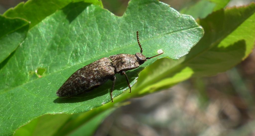 Podrzut myszaty (Agrypnus murinus)