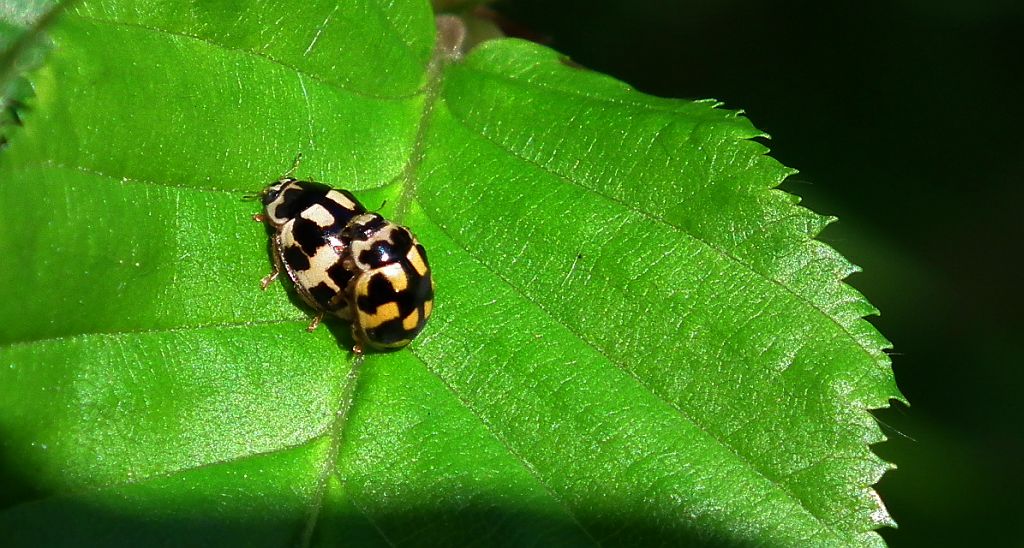Wrzeciążka, biedronka wrzeciążka (Propylea quatuordecimpunctata)