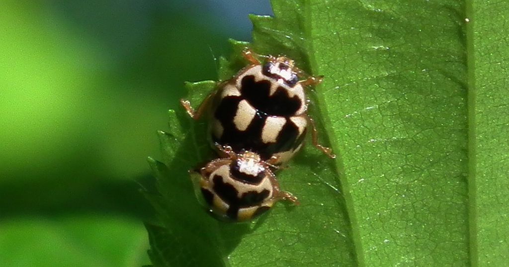Wrzeciążka, biedronka wrzeciążka (Propylea quatuordecimpunctata)
