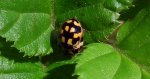Wrzeciążka, biedronka wrzeciążka (Propylea quatuordecimpunctata)