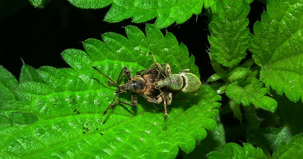 Naliściak (Phyllobius)