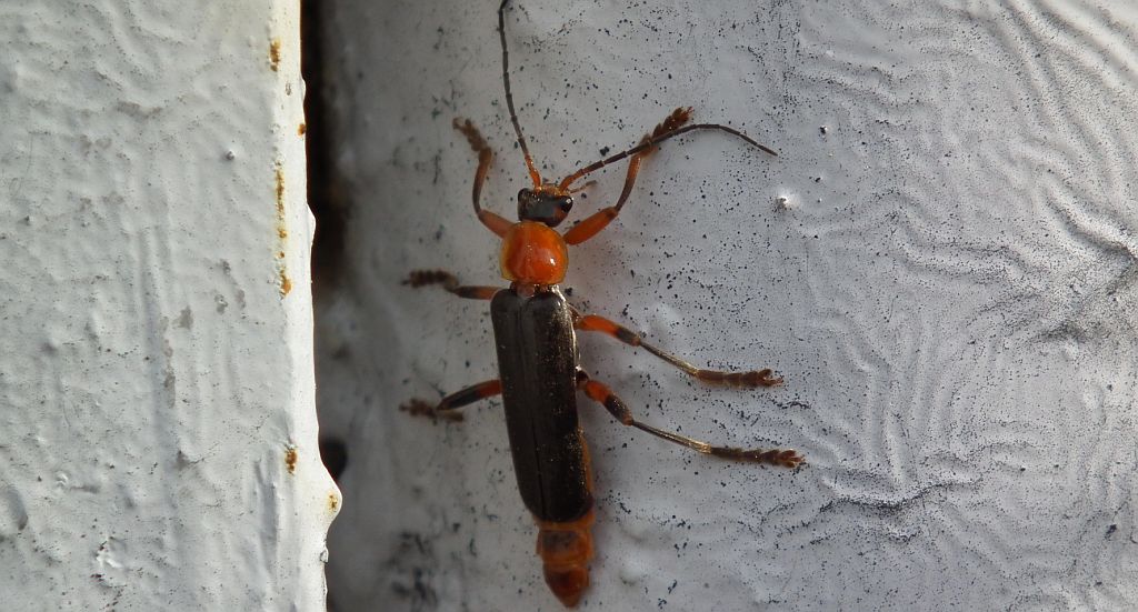 Omomiłek wiejski (Cantharis rustica)