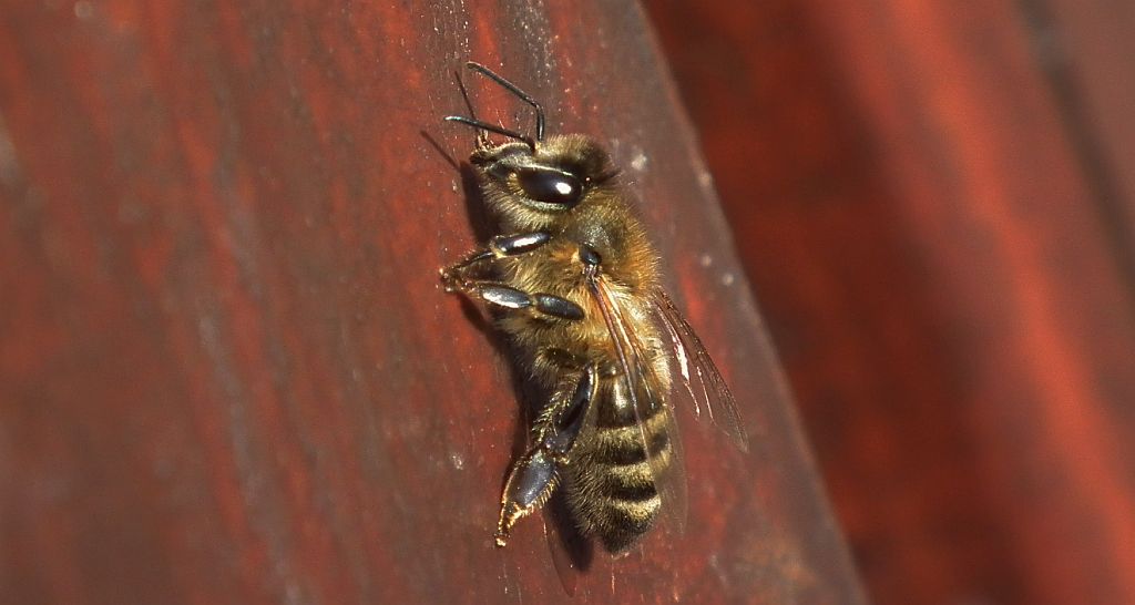 Pszczoła miodna (Apis mellifera L., syn. Apis mellifica L.)