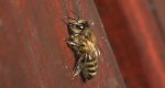 Pszczoła miodna (Apis mellifera L., syn. Apis mellifica L.)