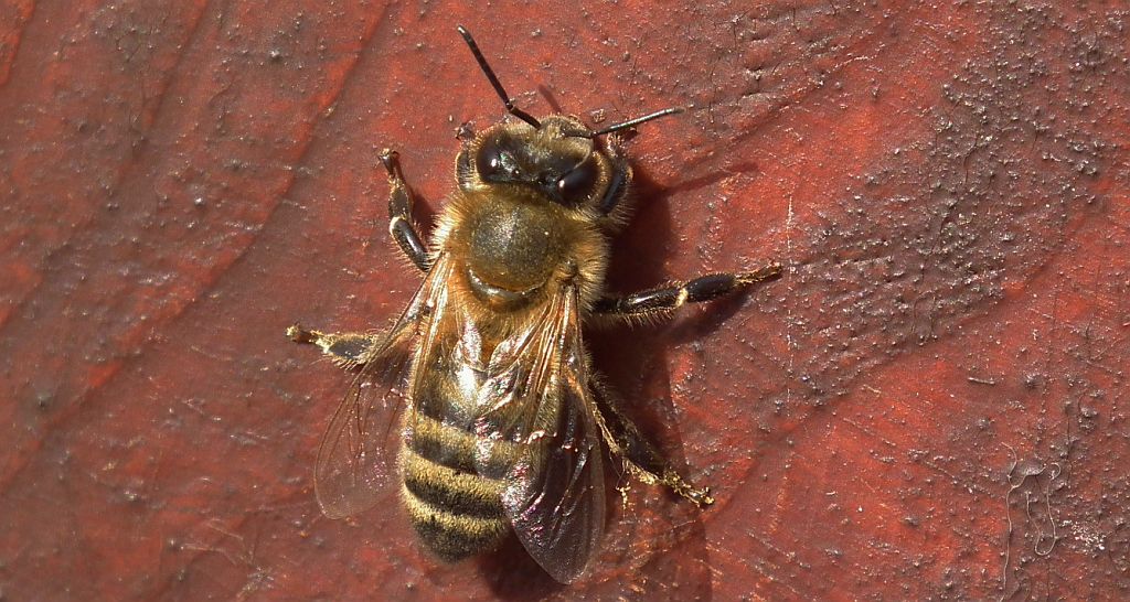 Pszczoła miodna (Apis mellifera L., syn. Apis mellifica L.)