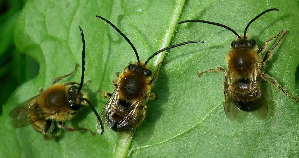 Kornutka długoczułkowa (Eucera longicornis)