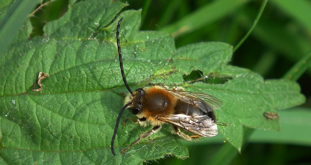 Kornutka długoczułkowa (Eucera longicornis)