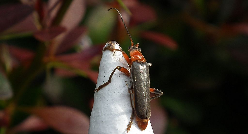Omomiłek wiejski (Cantharis rustica)