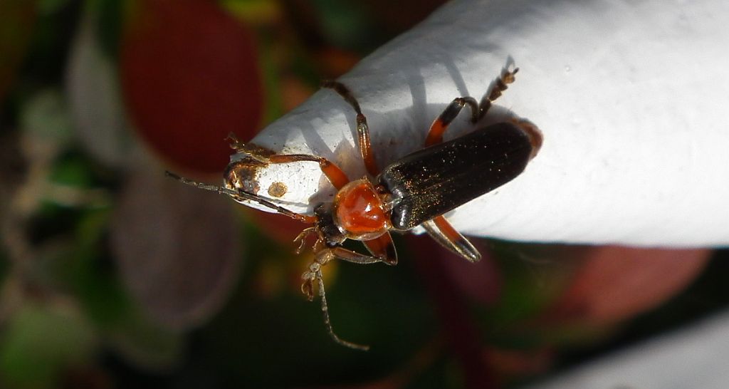 Omomiłek wiejski (Cantharis rustica)