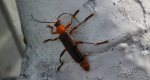 Omomiłek wiejski (Cantharis rustica)