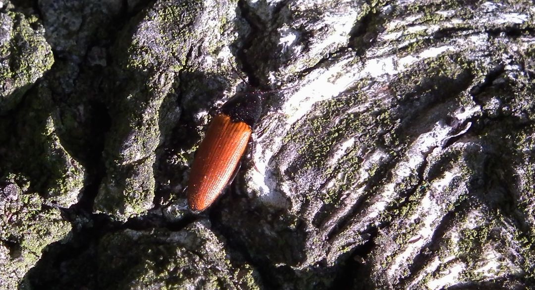 Sprężyk sosnowy (Ampedus sanguineus)