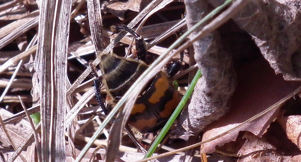 Grabarz żółtoczarny (Necrophorus vespilloides)