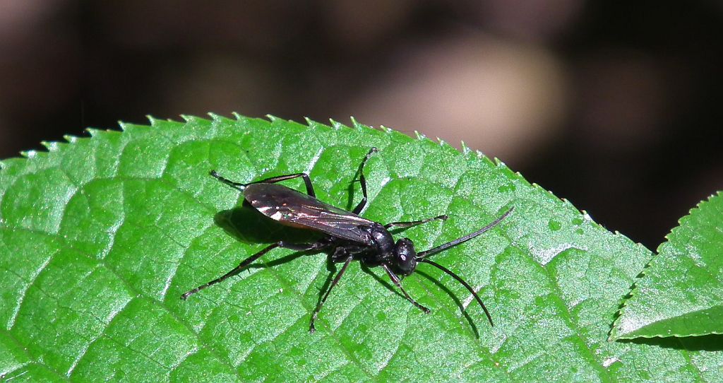 Anoplius infuscatus