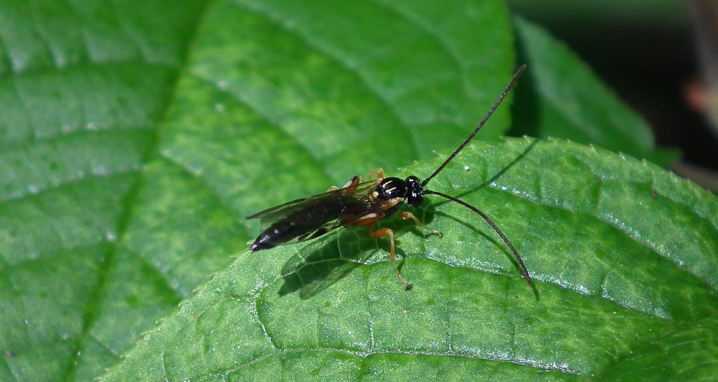 Tromatobia ovivora