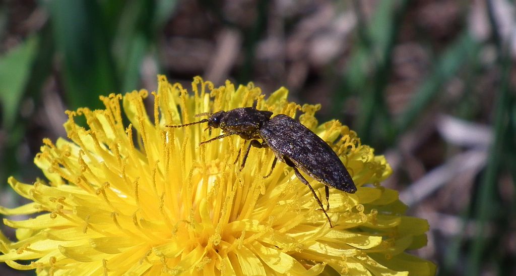 Podrzut myszaty (Agrypnus murinus)