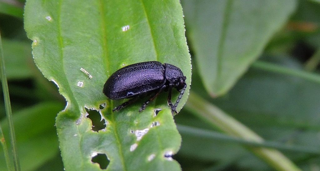 Rozdestnica wrotyczówka (Galeruca tanaceti)